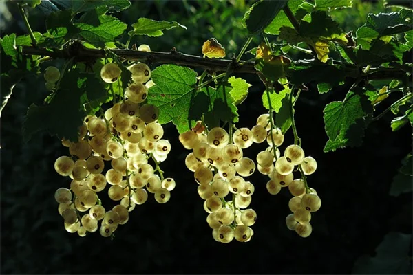 水やり不要！乾燥に強いコンテナ植物5選