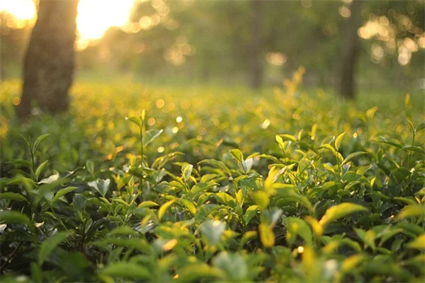 5月の芝生が茶色い原因と今すぐできる7つの対策