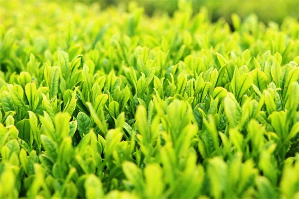 5月の芝生が茶色い原因と今すぐできる7つの対策