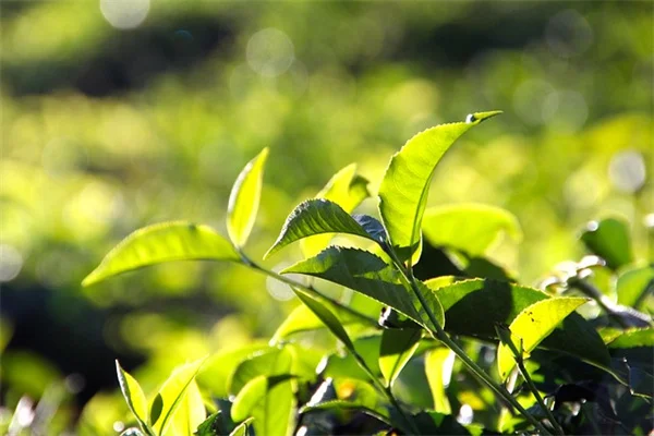 【失敗しない】球根の植え付け方、プロが教える5つの間違いと正しい手順