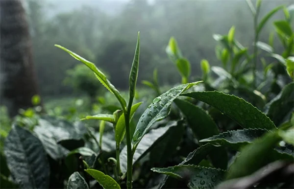 スズメバチを寄せ付けない植物7選【実体験】庭を守る簡単な育て方