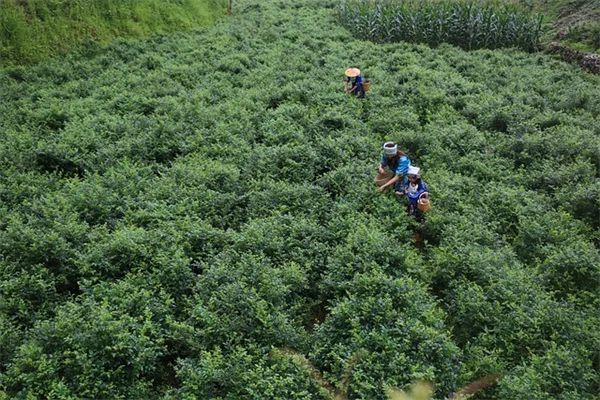 熱帯植物の鉢植えで作る夏のセンターピース術