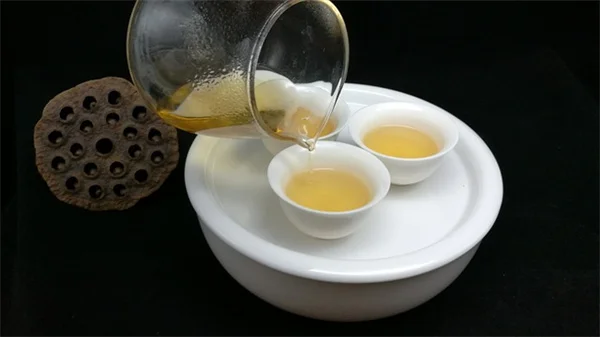 黄金菊瘿蝇の観察方法と生態を解説